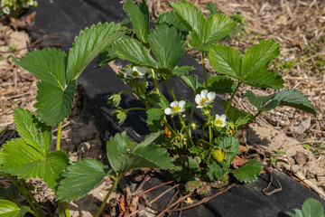 Strawberry bush. Strawberry berry flower.