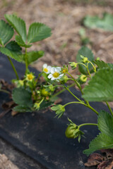 Strawberry bush. Strawberry berry flower.
