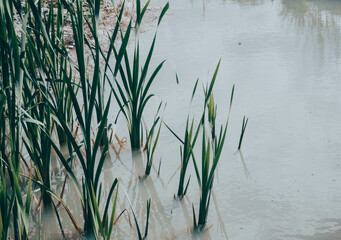 green grass in a gray pond with a clay bottom