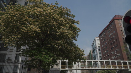 Fototapeta na wymiar Roadside Blooming Spider Tree Hong Kong