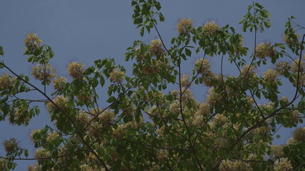 Fototapeta premium Roadside Blooming Spider Tree Hong Kong