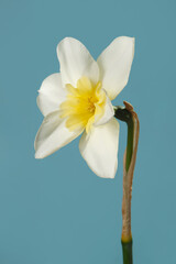 Elegant white and yellow narcissus flower isolated on sky blue background.