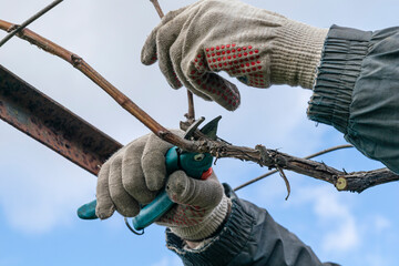 pruning a grape bush, branch, Pruning the vine of grapes. kitchen-garden, Forming a grape bush