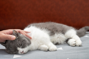 man gently stroking a lovely british shorthair cats head and she enjoys it a lot