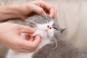 lady gently stroking a lovely british shorthair cats head and she enjoys it a lot