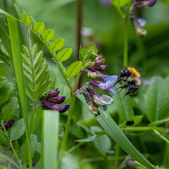 bumble bee on a flower
