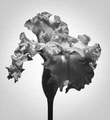 black and white iris flower