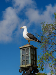 Die Altstadt von Stavanger in Norwegen