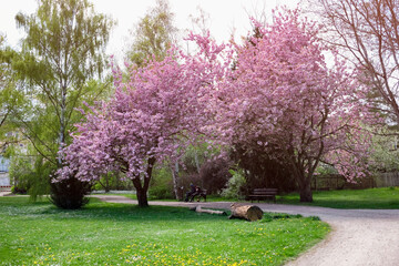 #rosa #Blüten #Baum #Park #Landschaft #Frühling #verliebt #verlieben