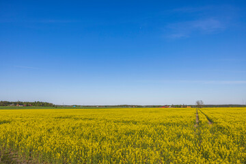 Gorgeous country landscape view. 
Beautiful spring view of flowering rapeseed field against blue sky. Sweden.