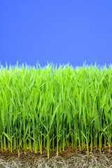 稲苗床のクローズアップ