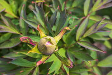 Close up view of peony bud isolated on green leaves background. 