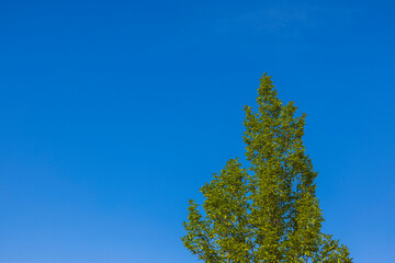 Obraz premium Beautiful view of top of green tree against blue sky on sunny warm day.
