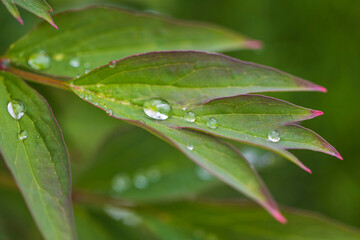 Macro view of raindrops on green peony leaves.