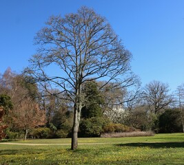 Fototapeta premium Image of single tree without foliage in spring against blue sky