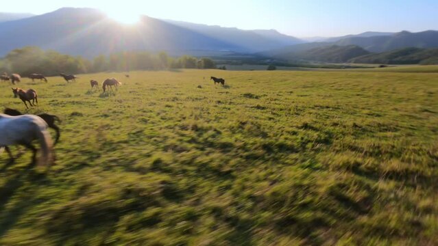 Aerial rotation view beautiful wild horses foals herd grazing on autumn grass at mountain evening sunny valley landscape. FPC sports drone picturesque farm animals enjoy freedom on meadow scenery 4k