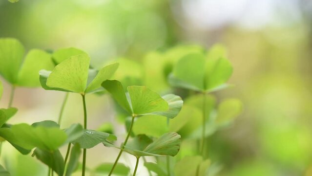 Water clover or marsilea crenata green leaves on nature background.