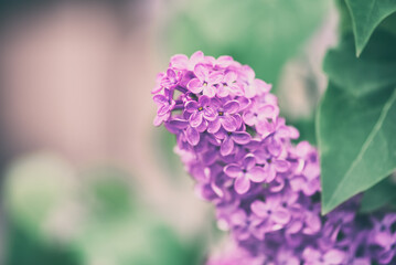 Lilac flowers vintage toned. Beautiful branch of lilac. Selective soft focus.
