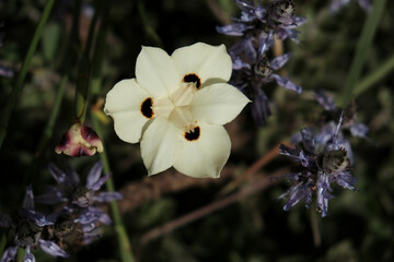 Wild Iris. Flowers of Israel. Nature background.