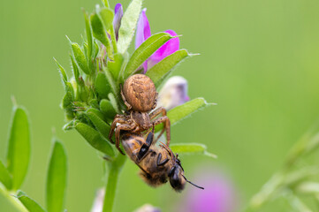 Araignée Xysticus sp mange Abeille Apis mellifera