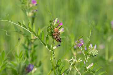 Araignée Xysticus sp mange Abeille Apis mellifera