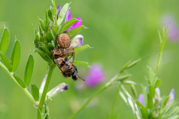 Araignée Xysticus sp mange Abeille Apis mellifera