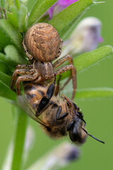 Araignée Xysticus sp mange Abeille Apis mellifera