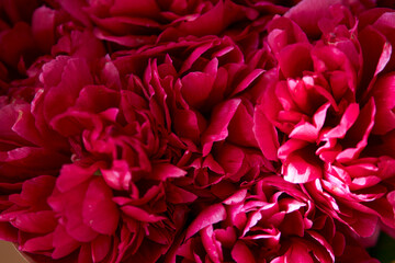 bouquet of peonies. Beautiful bouquet. Close-up of peonies. 
