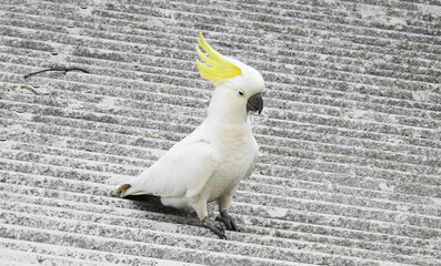 Sulfur-crested Cockatoo - Sydney 