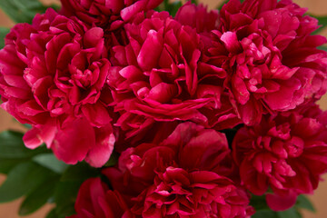 bouquet of peonies. Beautiful bouquet. Close-up of peonies. 