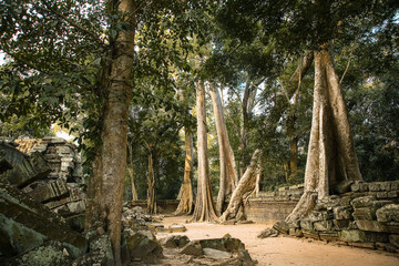 Angkor trees. Ta-Prom Temple, monster trees. Centuries-old giants have entangled many temple buildings with their roots. They are slowly destroying the treasury of antiquity. Cambodia, Angkor, 21.09. 