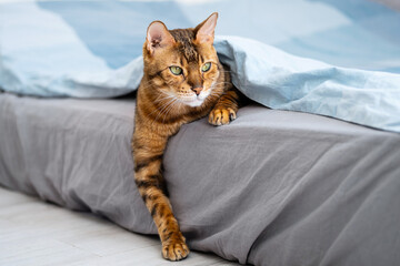 Cute bengal cat lies under blanket on the bed. Cat in bed concept.