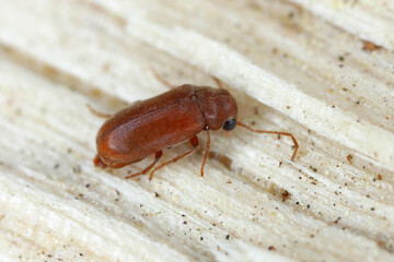 Woodboring beetle, wood borer, Anobiidae (Ernobius) on wood. High magnification.