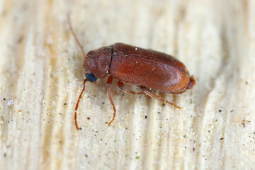 Woodboring beetle, wood borer, Anobiidae (Ernobius) on wood. High magnification.