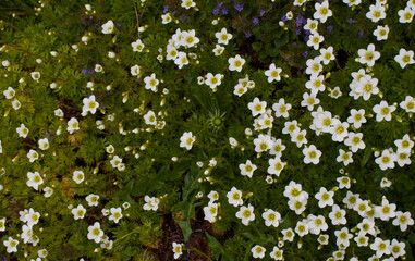 Green moss blooms with small white flowers.