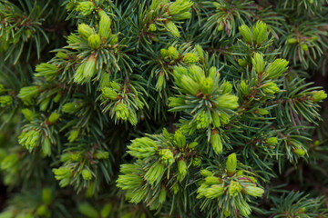 A green branch of spruce with young growth . Close-up.