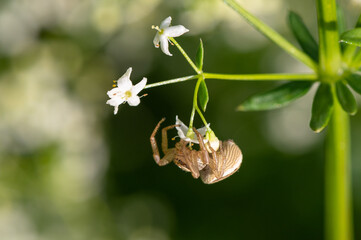 Xysticus ulmi - Swamp crab spider - Araignée Xysticus