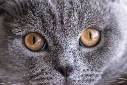 Nose of grey British cat.