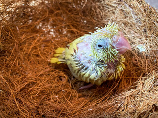 New born Forpus parrot in the bird nest © suradeach seatang