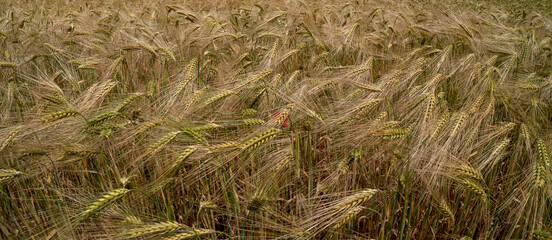 Panoramic banner with beautiful farm landscape with wheat yellow field at warm sunset colors in summer, at sunny day, as background with copy space.