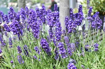 Lavender flowers near a tree