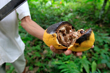ilheus, bahia, brazil - may 23, 2022: cocoa fruit contaminated with witches' broom fungus on a plantation in the city of Ilheus. © Joa Souza