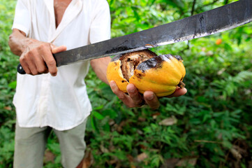 ilheus, bahia, brazil - may 23, 2022: cocoa fruit contaminated with witches' broom fungus on a...
