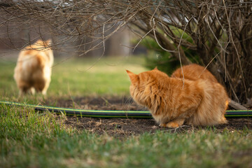 One red cat looks at another