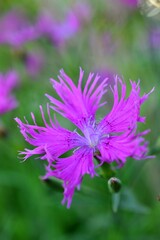 カワラナデシコ（河原撫子）Dianthus superbus var. longicalycinus