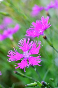 大和撫子images Browse 808 Stock Photos Vectors And Video Adobe Stock 大和撫子images Browse 808 Stock Photos Vectors And Video Adobe Stock