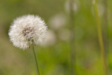 Dandelion among the green lawn. On a blurred background. Place for text. Macro.