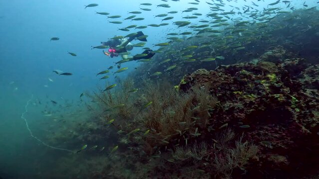 Under Water Film footage - passing by large corals with myriads of smal Yellow Fusillier fish - Sailrock in Thailand