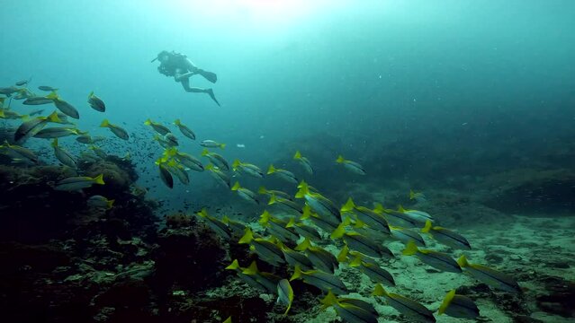 Under Water Film footage - ocean floor corals with a multititude of Yellow Fusillier fish swimming about - silhouette of diver in the distance - Sailrock in Thailand