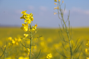 Obraz premium Large field of flowering rapeseed. Blue sky.
